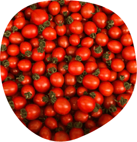 パナプラスのトマト