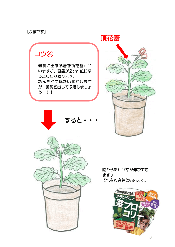 プランターで茎ブロッコリーの育て方7