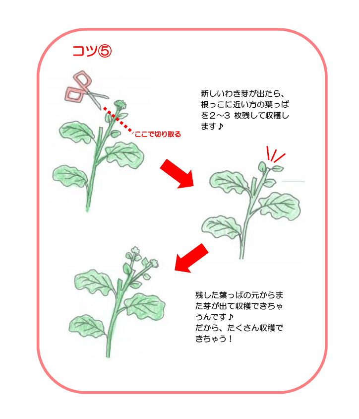 プランターで茎ブロッコリーの育て方8