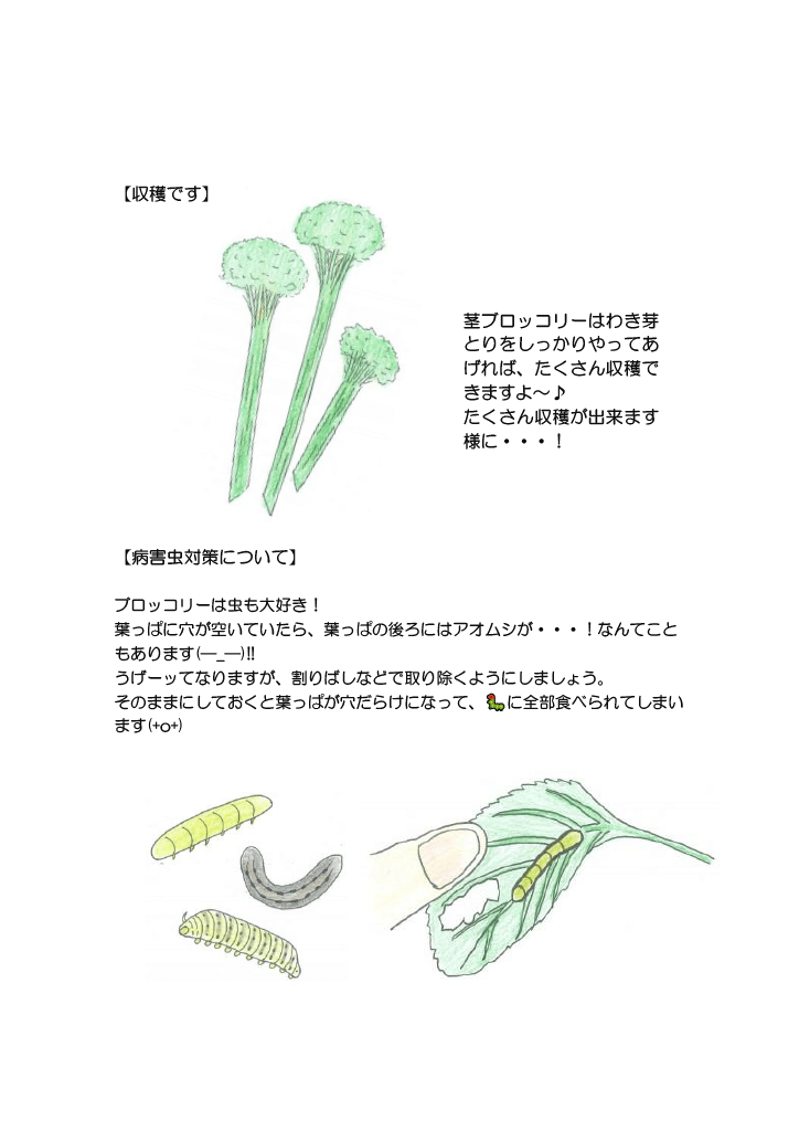 プランターで茎ブロッコリーの育て方9