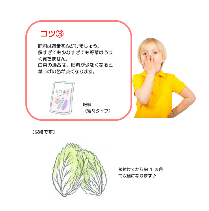 プランターでミニ白菜の育て方6